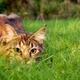 Imagen para el artículo titulado Por qué los gatos mueven el trasero justo antes de saltar